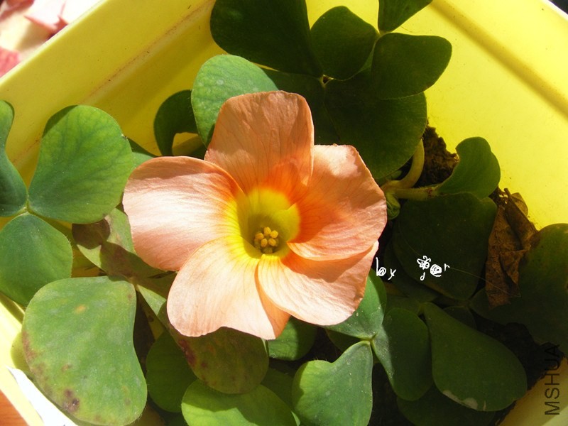 DSCF9350_����.jpg