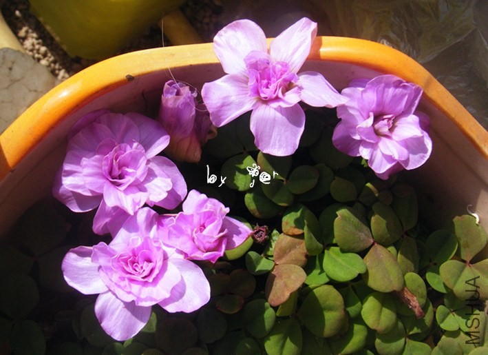 DSCF9368_����.jpg