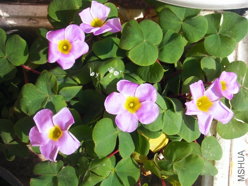 DSCF9369_����.jpg