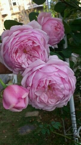 DSC_0318.JPG