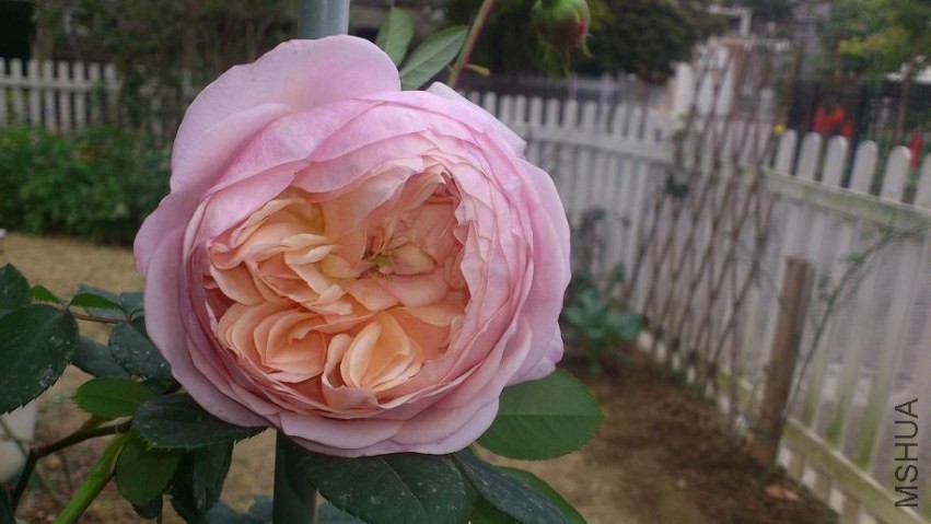DSC_0641.JPG