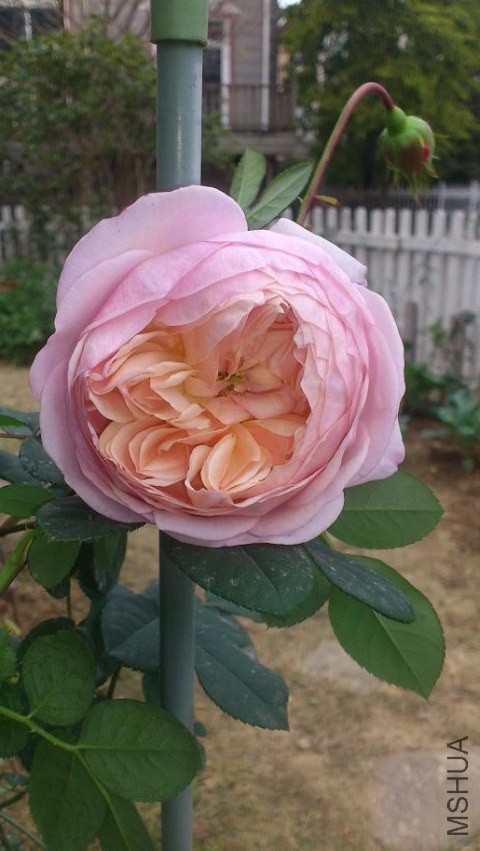 DSC_0644.JPG