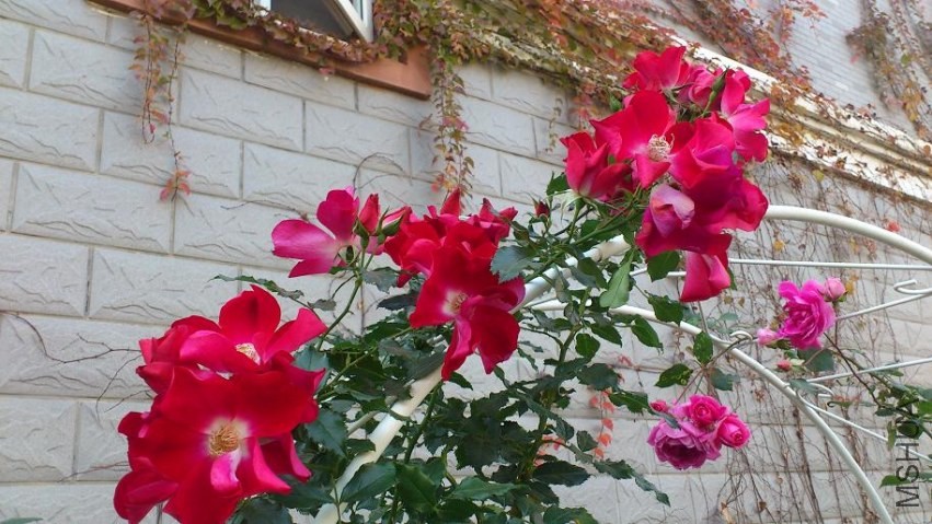 DSC_0520.JPG