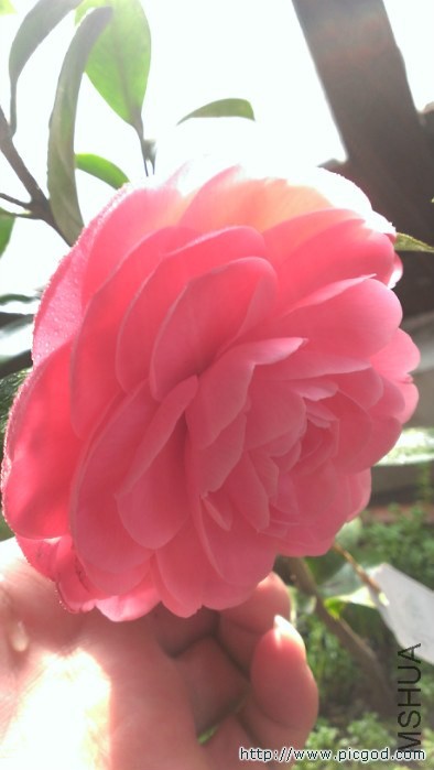 IMAG0486.jpg