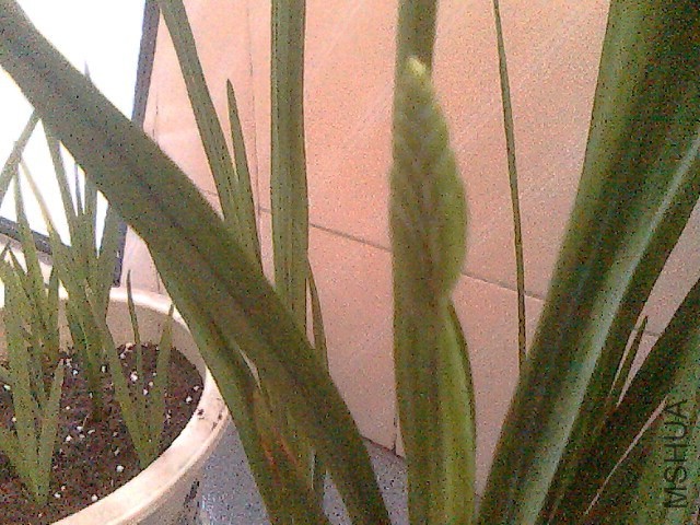 IMG0637A.jpg