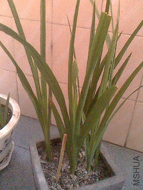 IMG0638A.jpg