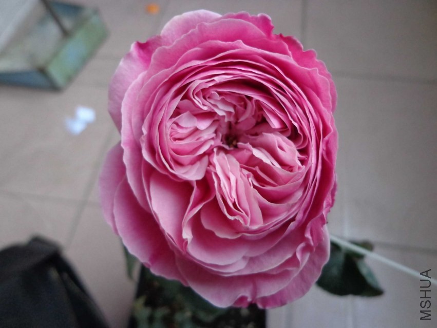 DSC00600.JPG