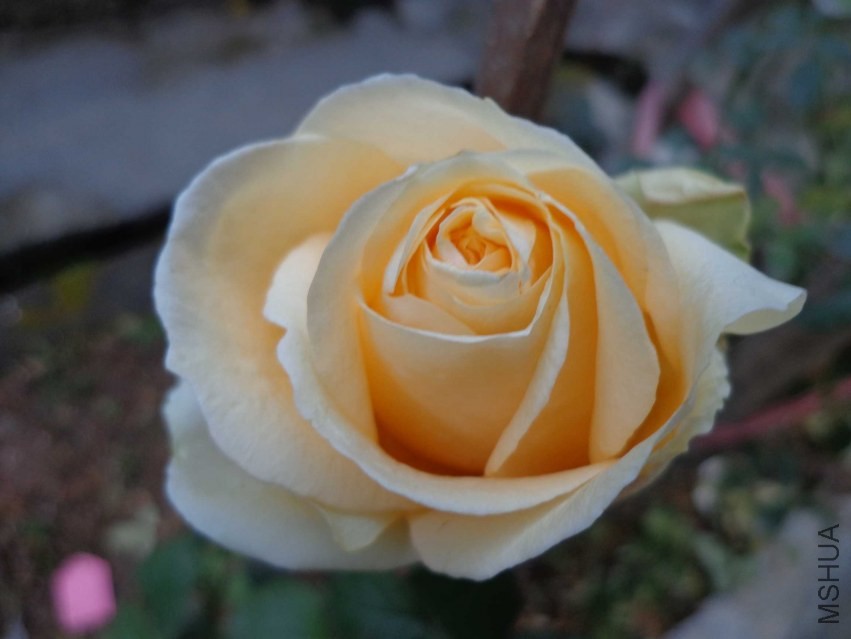 DSC00606.JPG