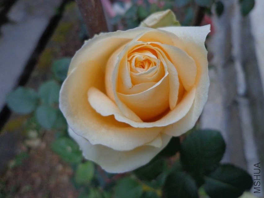 DSC00607.JPG