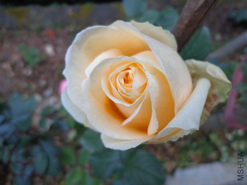 DSC00608.JPG