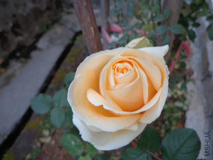 DSC00609.JPG
