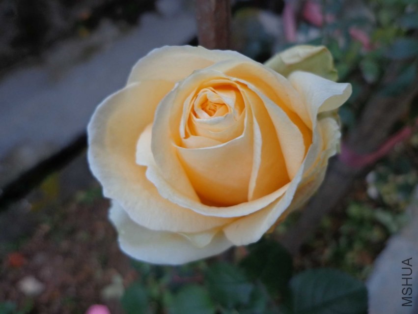 DSC00610.JPG
