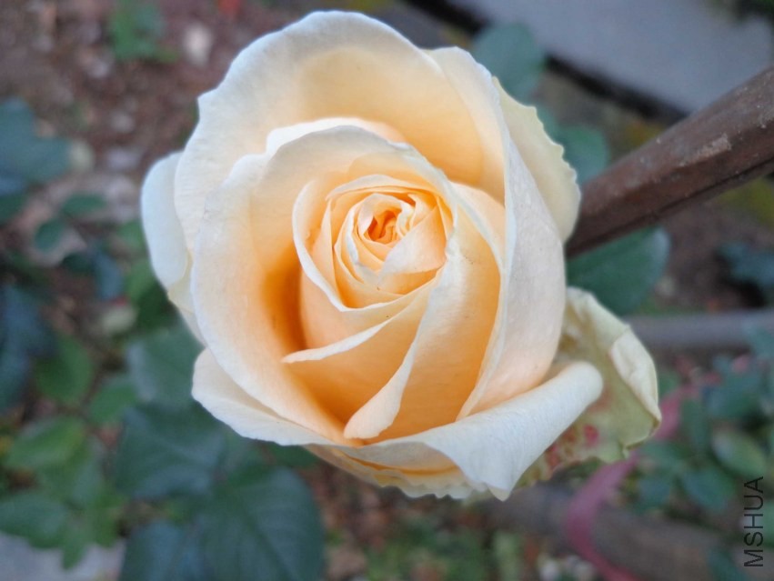 DSC00611.JPG