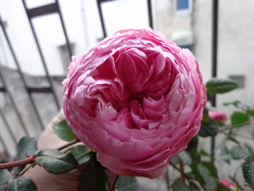 DSC00602.JPG
