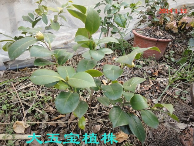 DSC04417_����.jpg