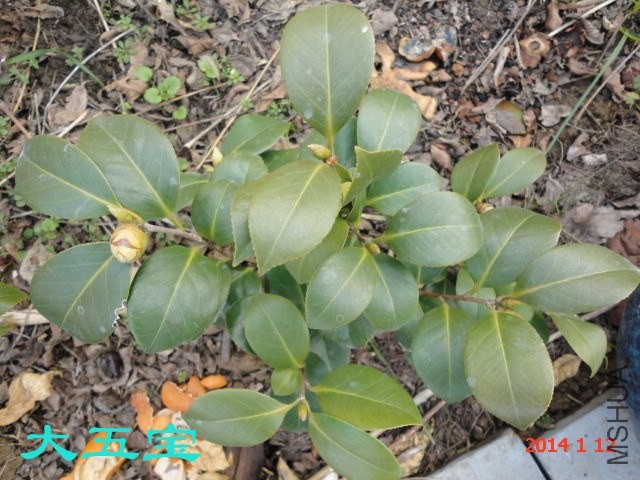 DSC04418_����.jpg