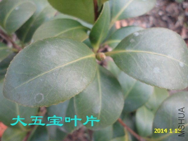 DSC04419_����.jpg