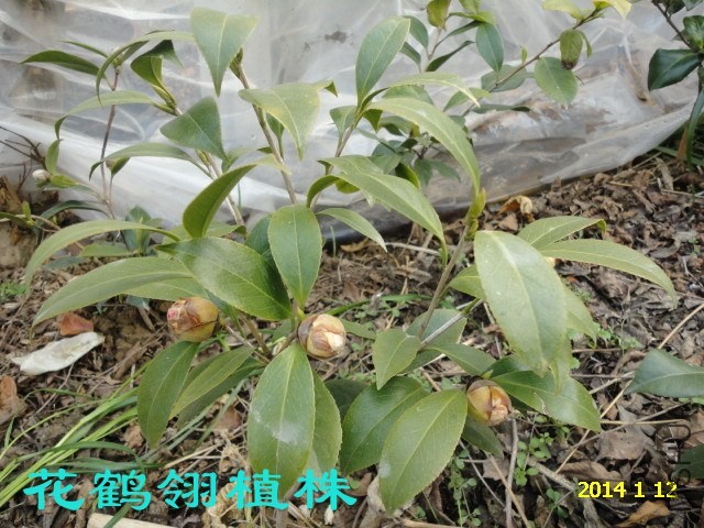 DSC04421_����.jpg