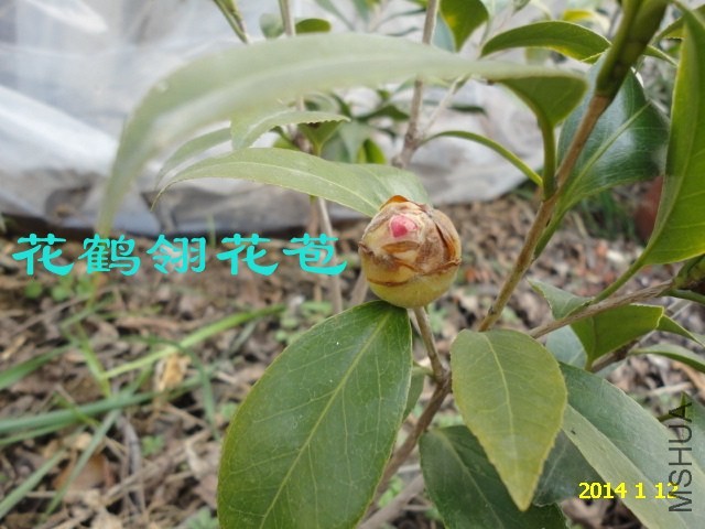 DSC04420_����.jpg
