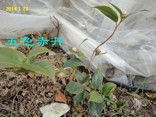 DSC04423_����.jpg