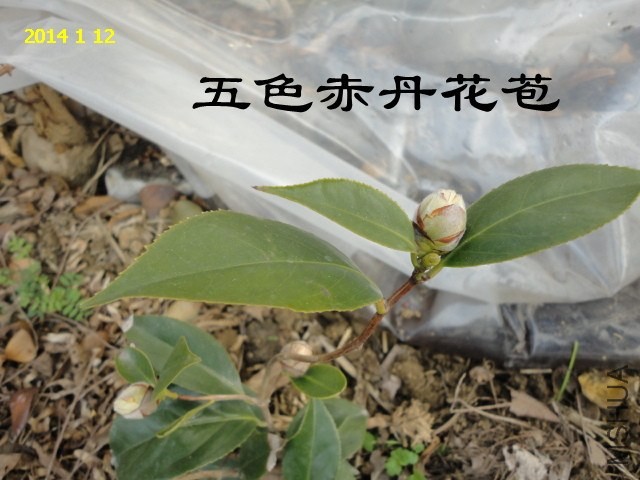 DSC04424_����.jpg