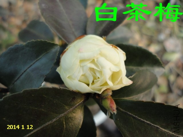 DSC04430_����.jpg
