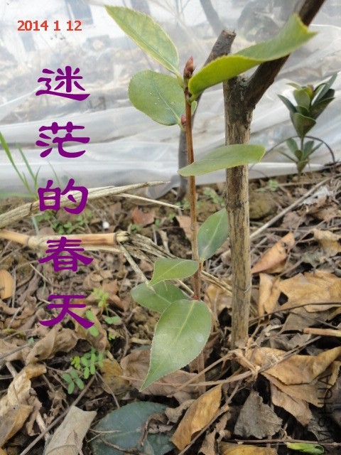 DSC04435_����.jpg