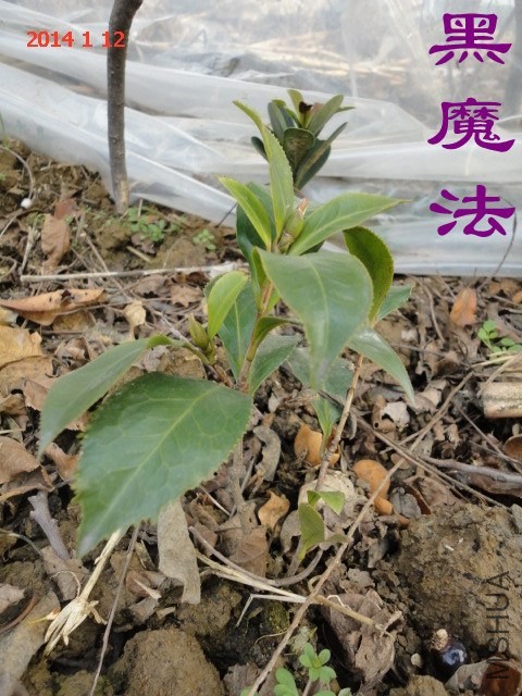 DSC04436_����.jpg