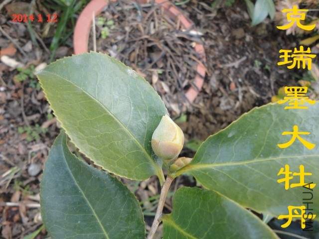 DSC04440_����.jpg