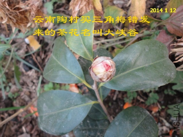 DSC04442_����.jpg
