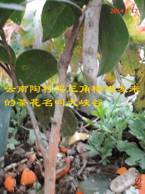 DSC04444_����.jpg