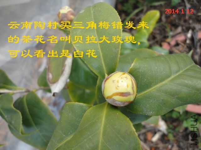 DSC04445_����.jpg