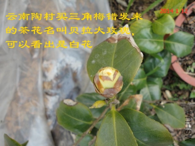 DSC04446_����.jpg