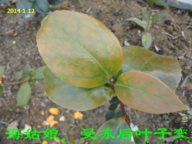 DSC04448_����.jpg