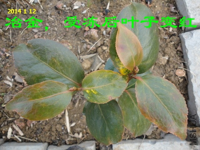 DSC04447_����.jpg