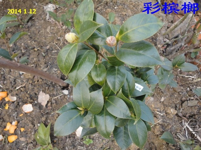 DSC04449_����.jpg
