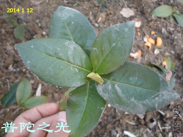DSC04450_����.jpg