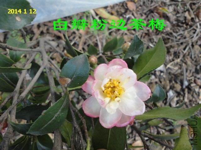 DSC04425_����.jpg