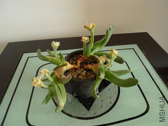 P1000299.JPG