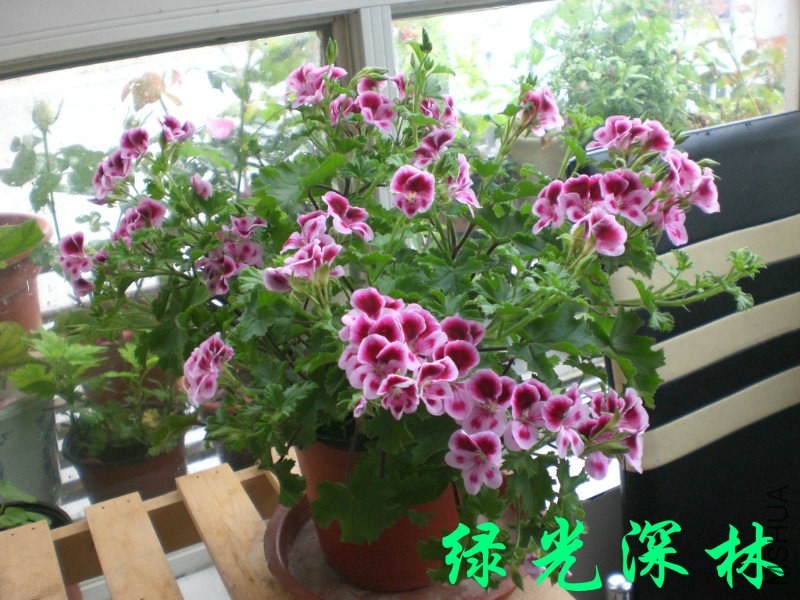 psb (9).jpg