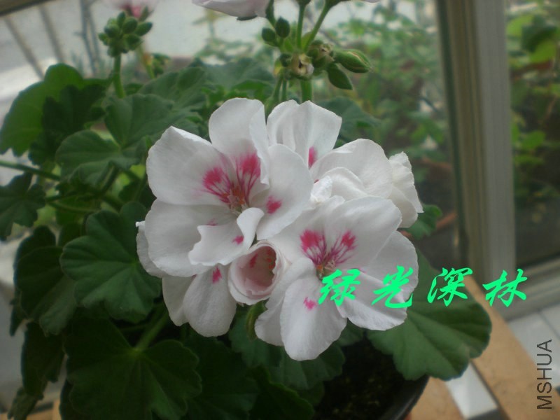 psb (21).jpg