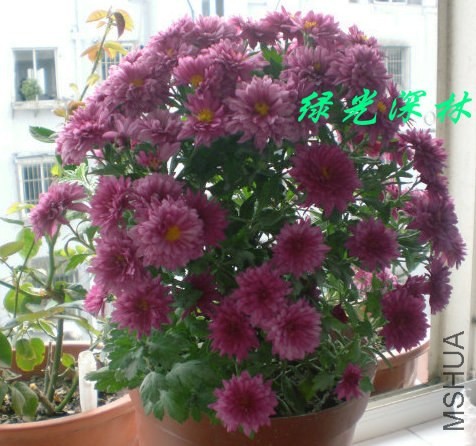 psb (38).jpg