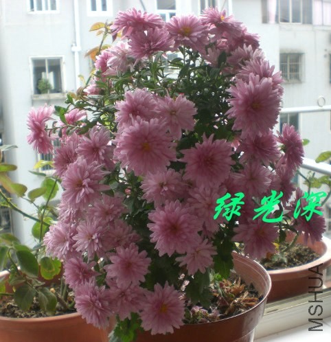 psb (39).jpg