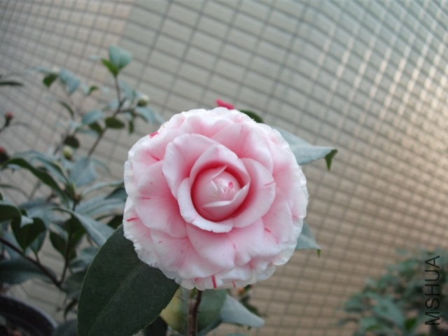 2014��1�¿�Ʒ