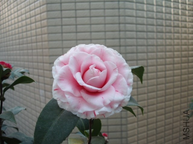 2014��1�¿�Ʒ