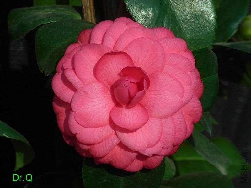 1.�t����-1.JPG