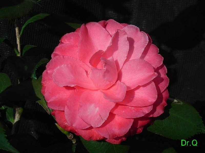 2-����ؐ��-2.JPG
