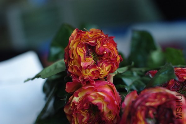IMGP1237.jpg