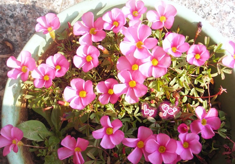 DSCF9397_����.jpg
