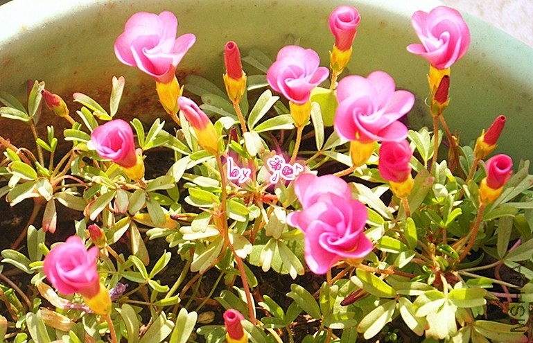DSCF9391_����.jpg